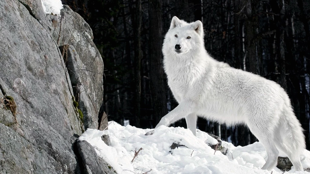 Wallpapers Snow White Wolf 1920 X 1080 Full Hd 1920 X 1080 Full ...