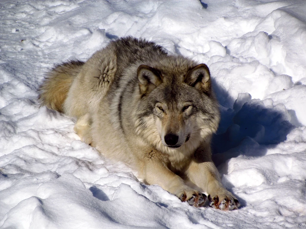 Wolf Wallpapers
