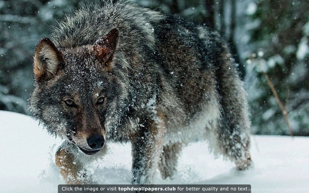 Best Wolf 4K Or HD Wallpapers For Your PC, Mac Or Mobile Device