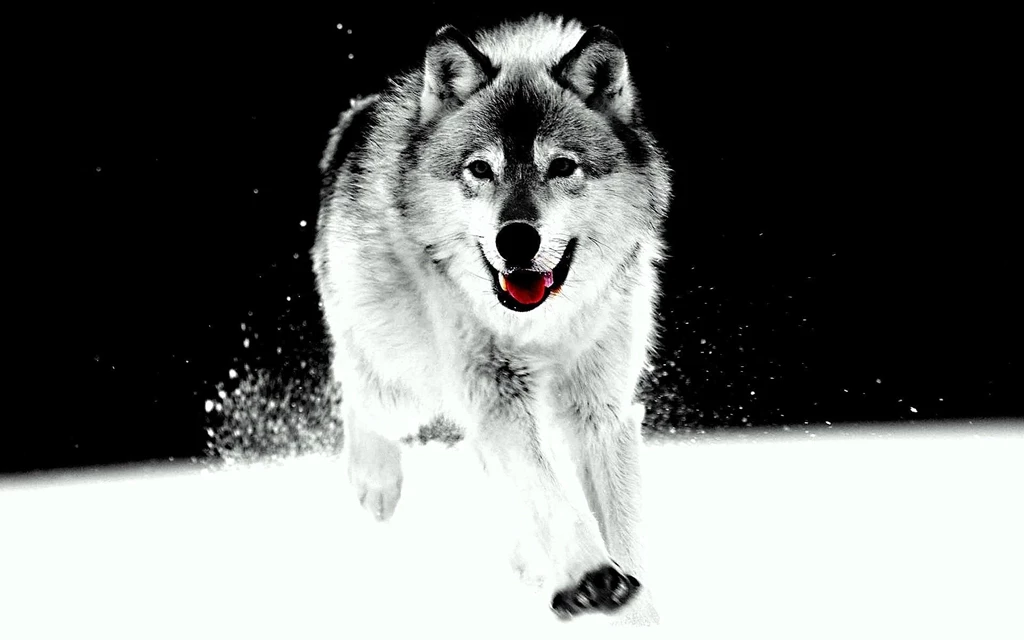Wolf HD Wallpapers A Beautiful Dog Like Animal