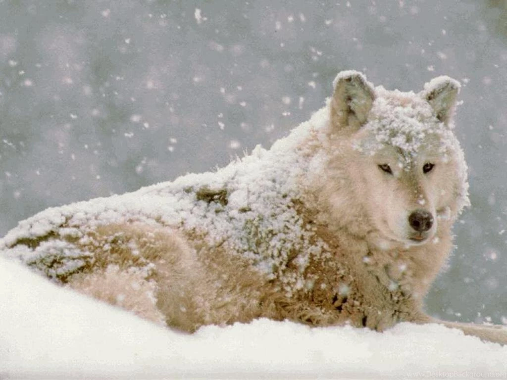My Free Wallpapers Nature Wallpapers : Snow Wolf