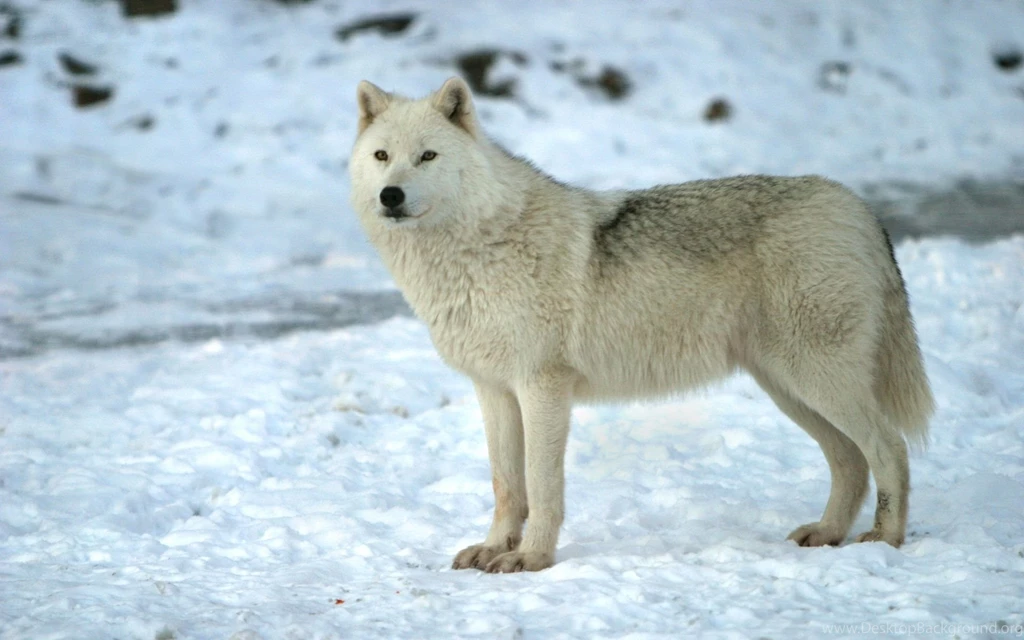 Snow Wolf Desktop Picture Id: 2377 7HDWallpapers