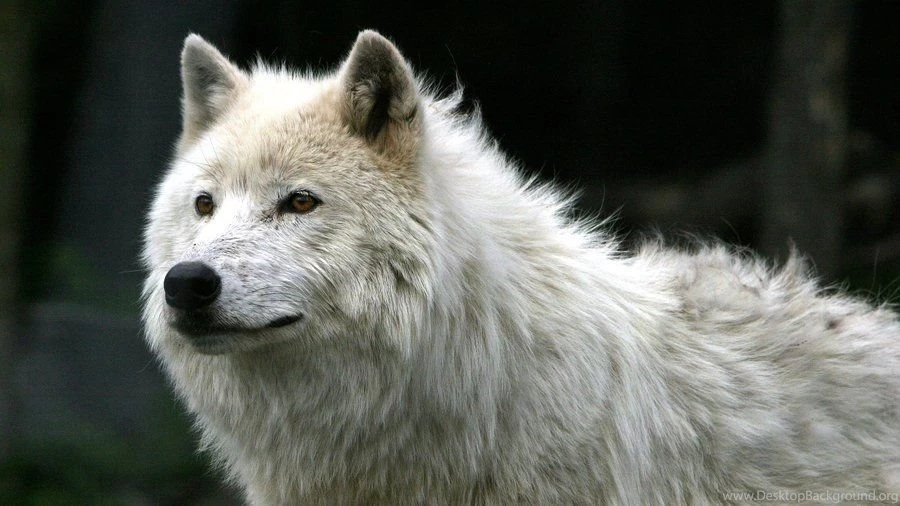 Snow Wolf Wallpapers By Wolfofdeth On DeviantArt