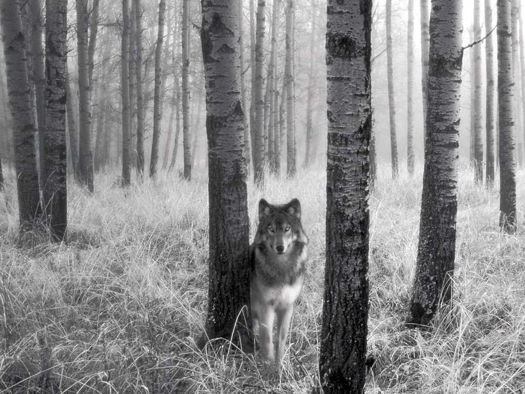 Snow Wolf By Drag0nK1ng On DeviantArt