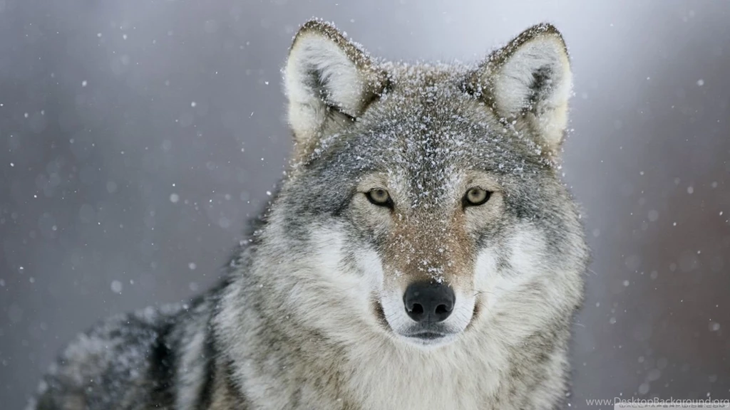 Predator Wolf Snow HD Desktop Wallpapers : Widescreen : High ...