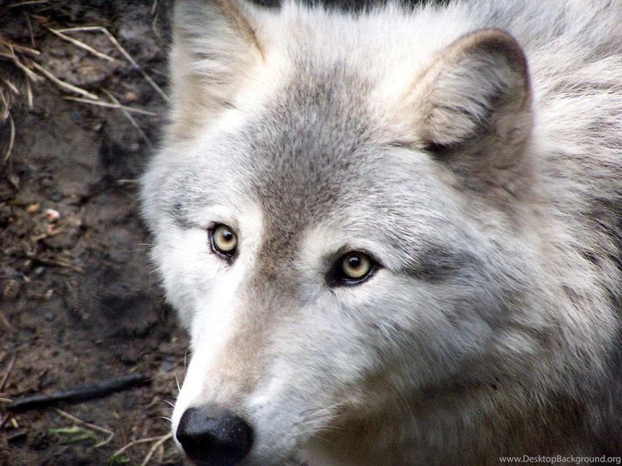 Snow Wolf Wallpapers 2 By Wolfofdeth On DeviantArt