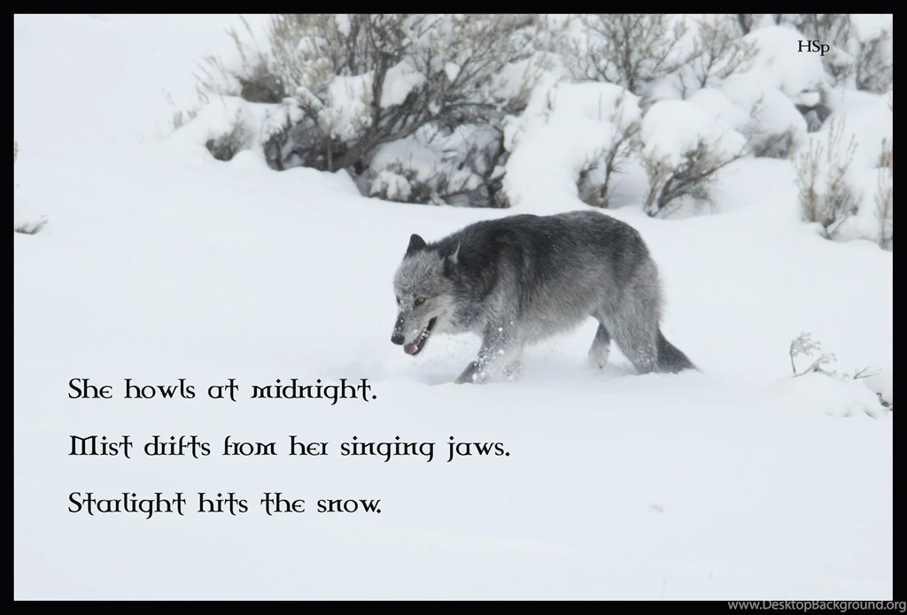 Lone Snow Wolf >> HD Wallpaper, Get It Now!