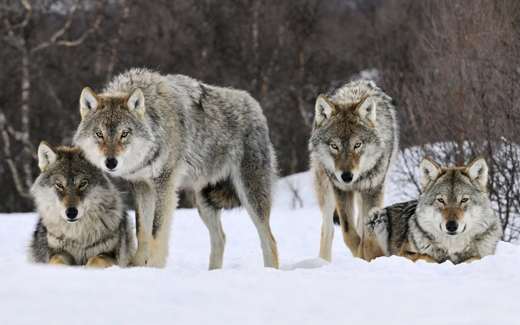 Wolf HD Wallpapers A Beautiful Dog Like Animal