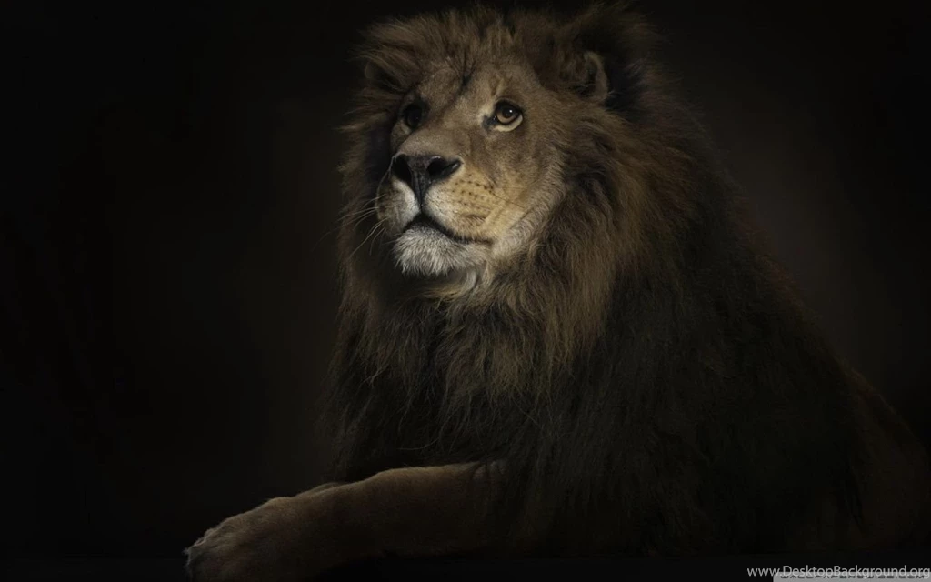 Lion King HD Desktop Wallpapers : Widescreen : High Definition ...