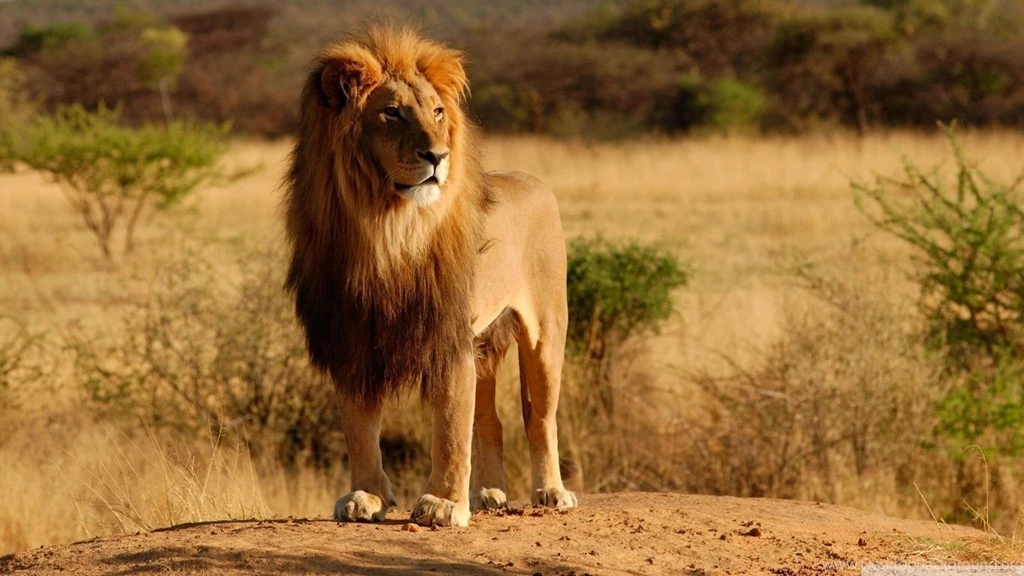 King Of The Jungle HD Desktop Wallpapers : High Definition ...