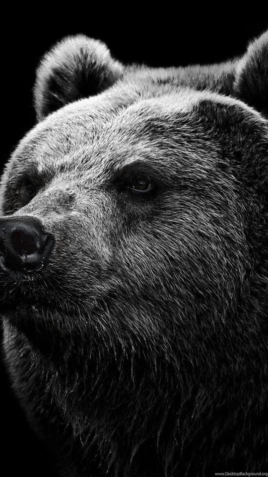 Android HTC Sensation 540x960 Bear Wallpapers HD, Desktop ...