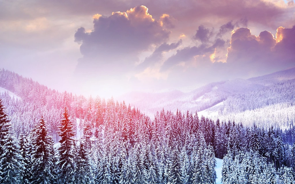 Snow Trees Witner Landscape Wallpapers HD Download