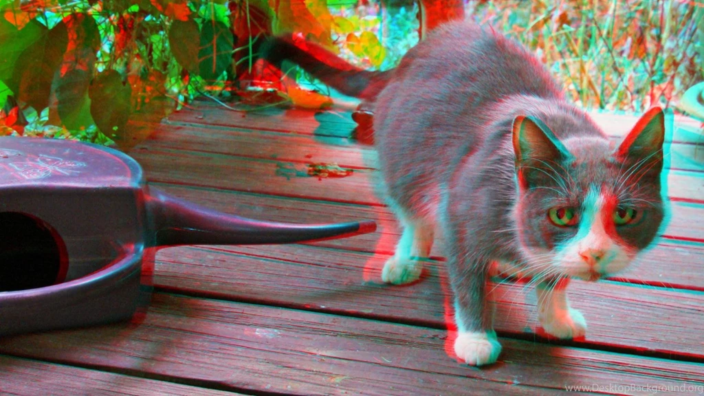 Cats Anaglyph 3d Wallpapers