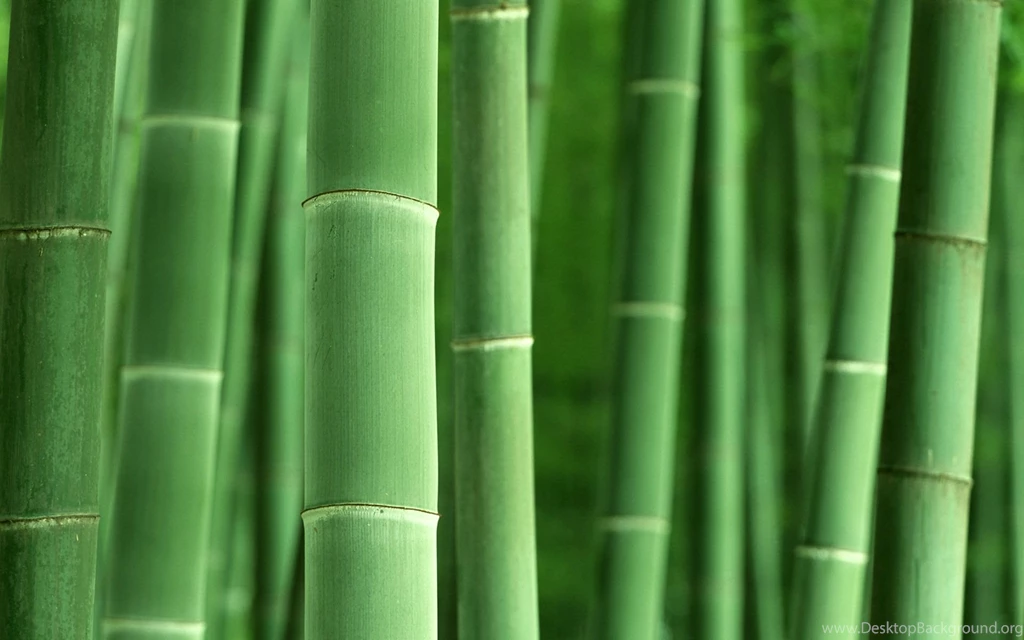 Bamboo Desktop Wallpapers