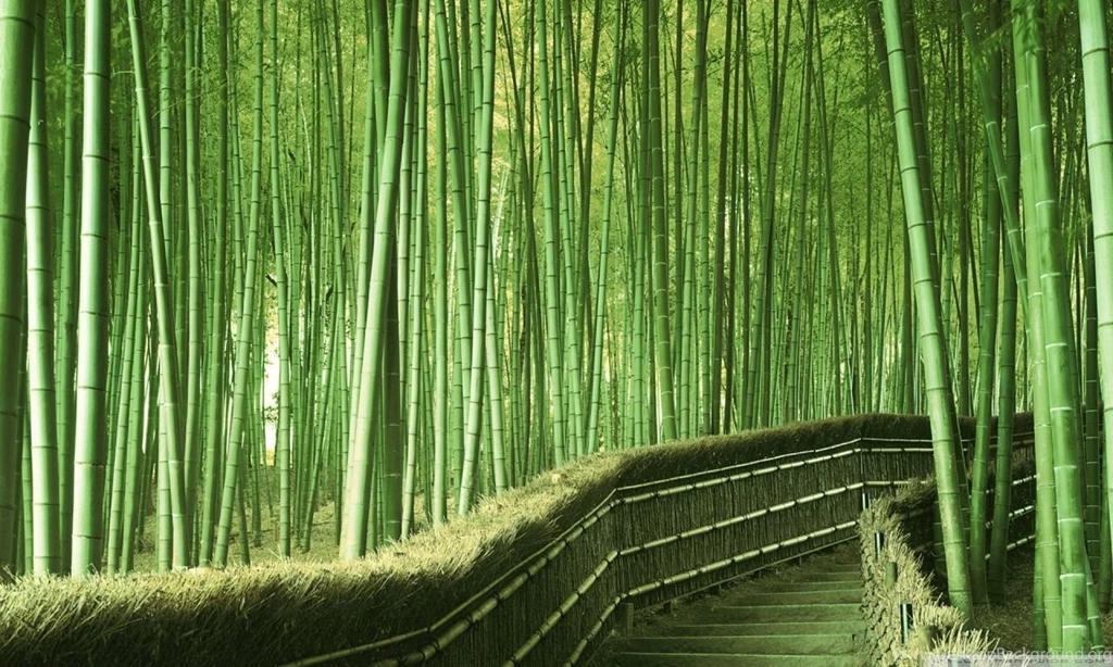 Bamboo Forest Backgrounds HD Desktop Wallpapers : High Definition ...