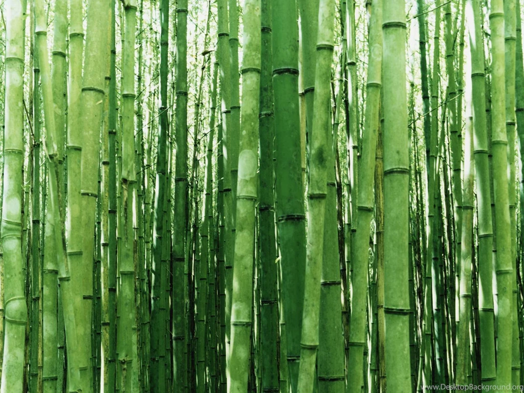 Bamboo Wallpapers 141832
