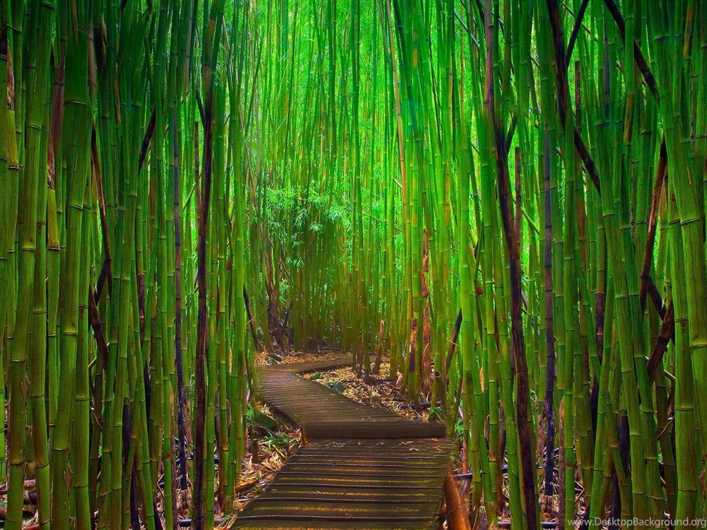 Bamboo.jpg