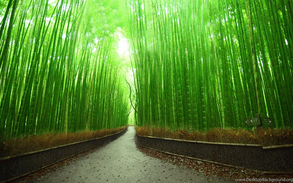 Bamboo Forest Wallpapers HD Desktop Backgrounds.jpg