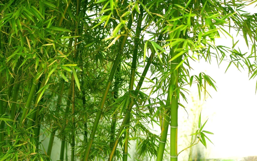 Bamboo Wallpapers And Pictures With Bamboo