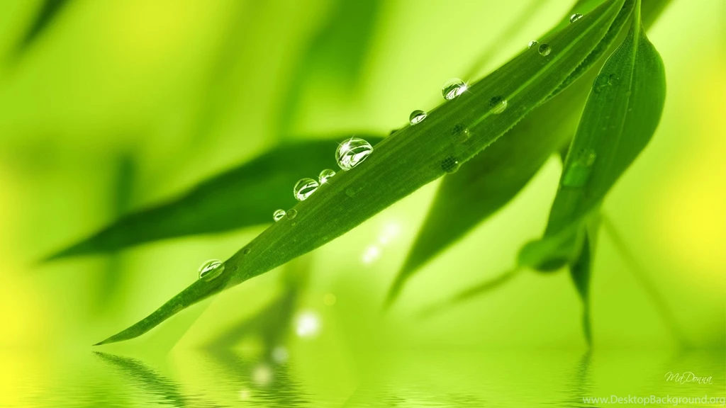 HDscreen: Fresh Dew On Bamboo Leaves Tree Green Desktop Bakcgrounds