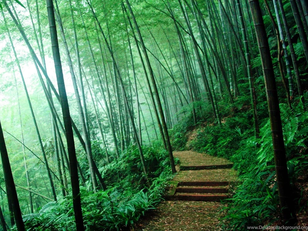 Wallpapers: Bamboo Forest Wallpapers