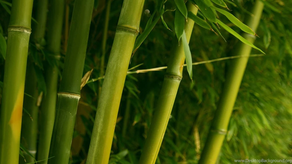 4K Ultra HD Bamboo Wallpapers HD, Desktop Backgrounds 3840x2160 ...