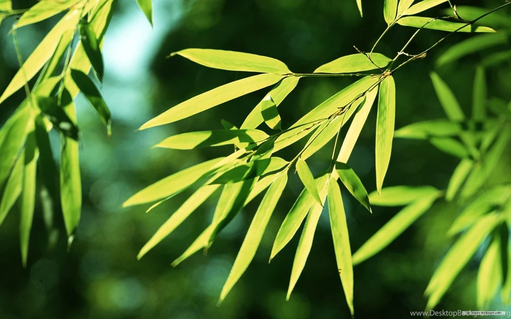 Free Wallpapers Free Nature Wallpapers Bamboo Forest Wallpapers ...