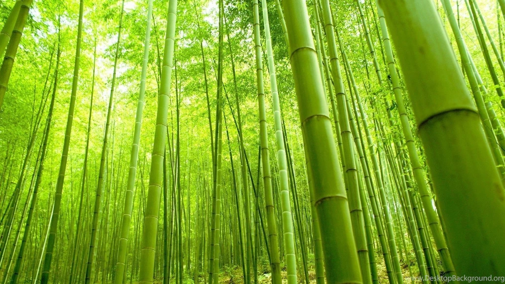 Bamboo wallpaper 1.jpg