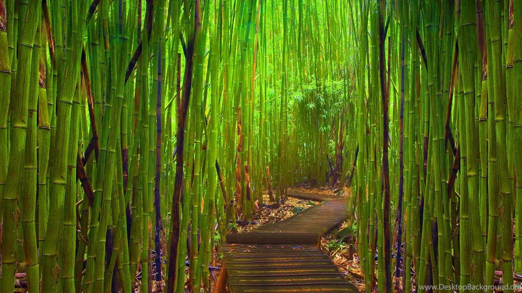 Bamboo hd wallpaper_1.jpg