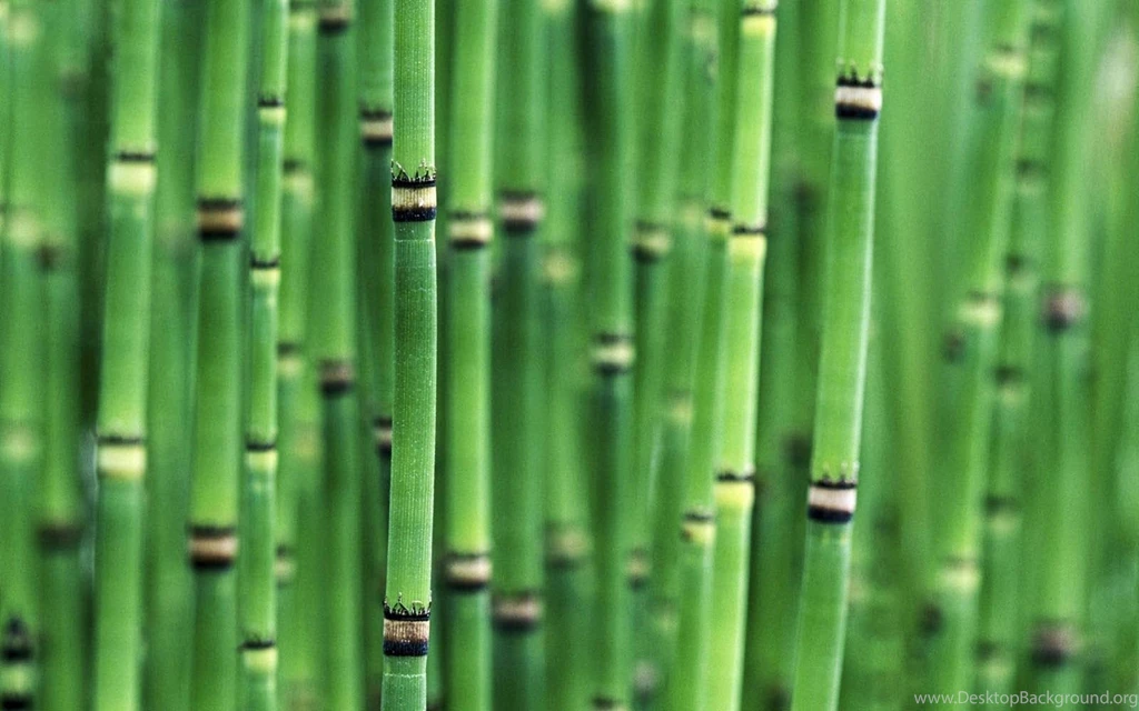 Wallpapers: Bamboo Wallpapers