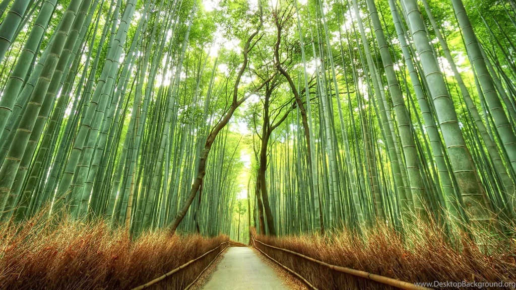 Beautiful Bamboo Forest Japan HD Desktop Mobile Wallpaper Backgrounds