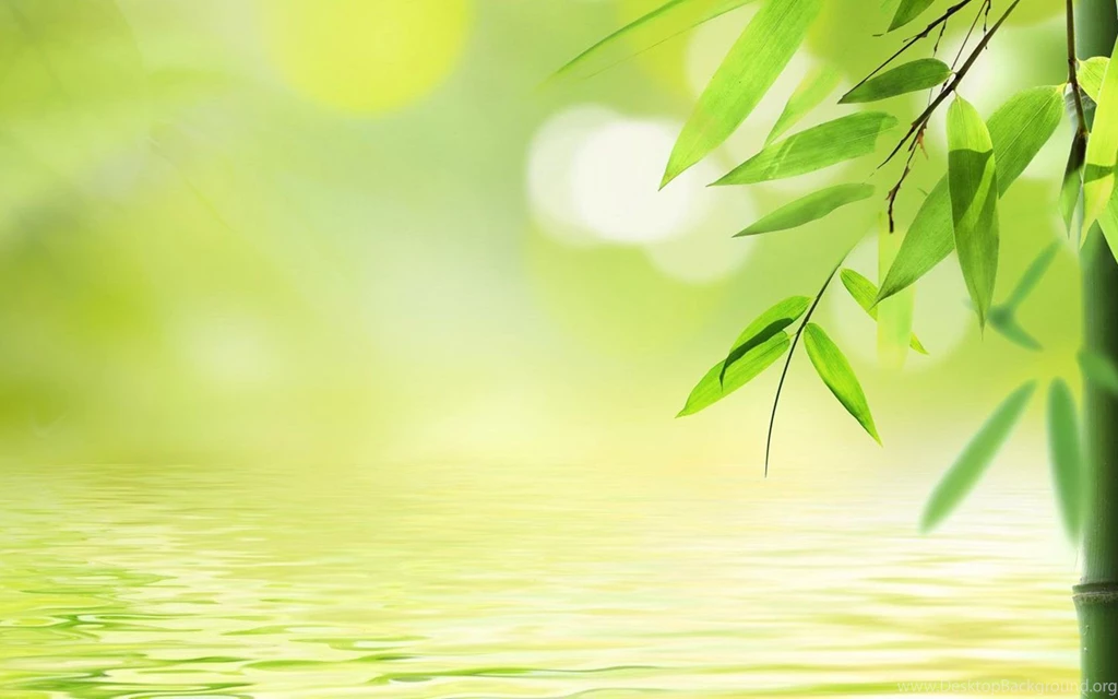 Clean Water Bamboo Leaves Photography Wallpapers Plant Desktop ...