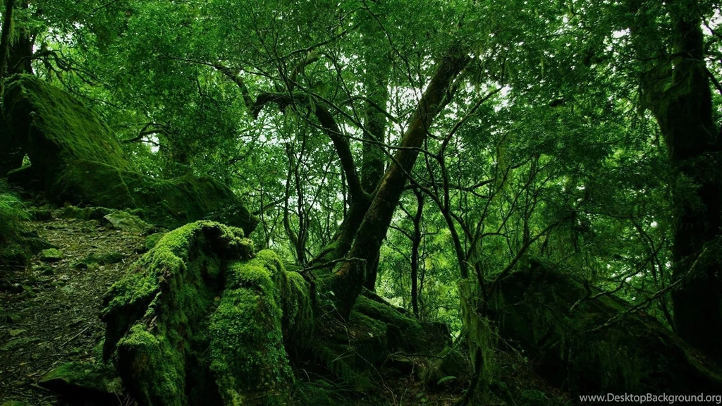 1920x1080 Green Forest Vegetation Desktop PC And Mac Wallpapers