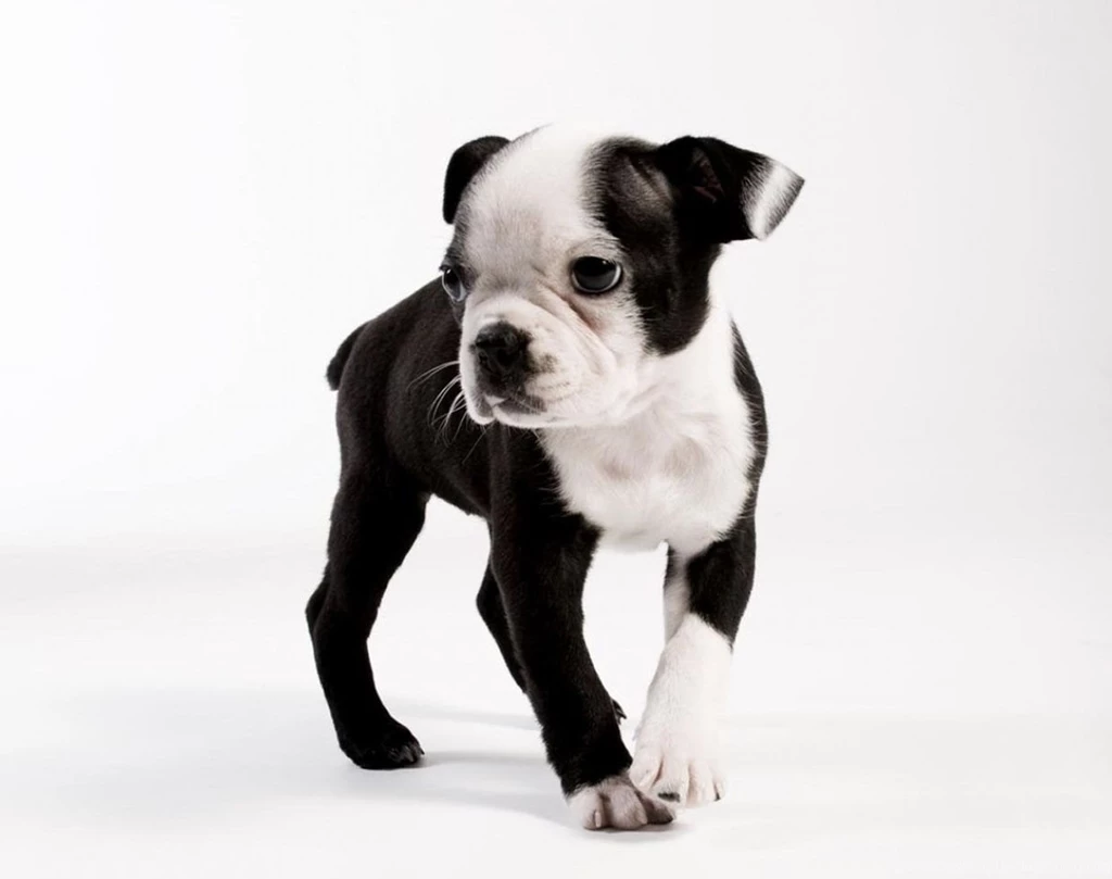 Boston terrier puppy wallpaper.jpg