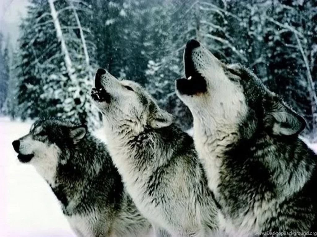 Wallpapers Of Wolves