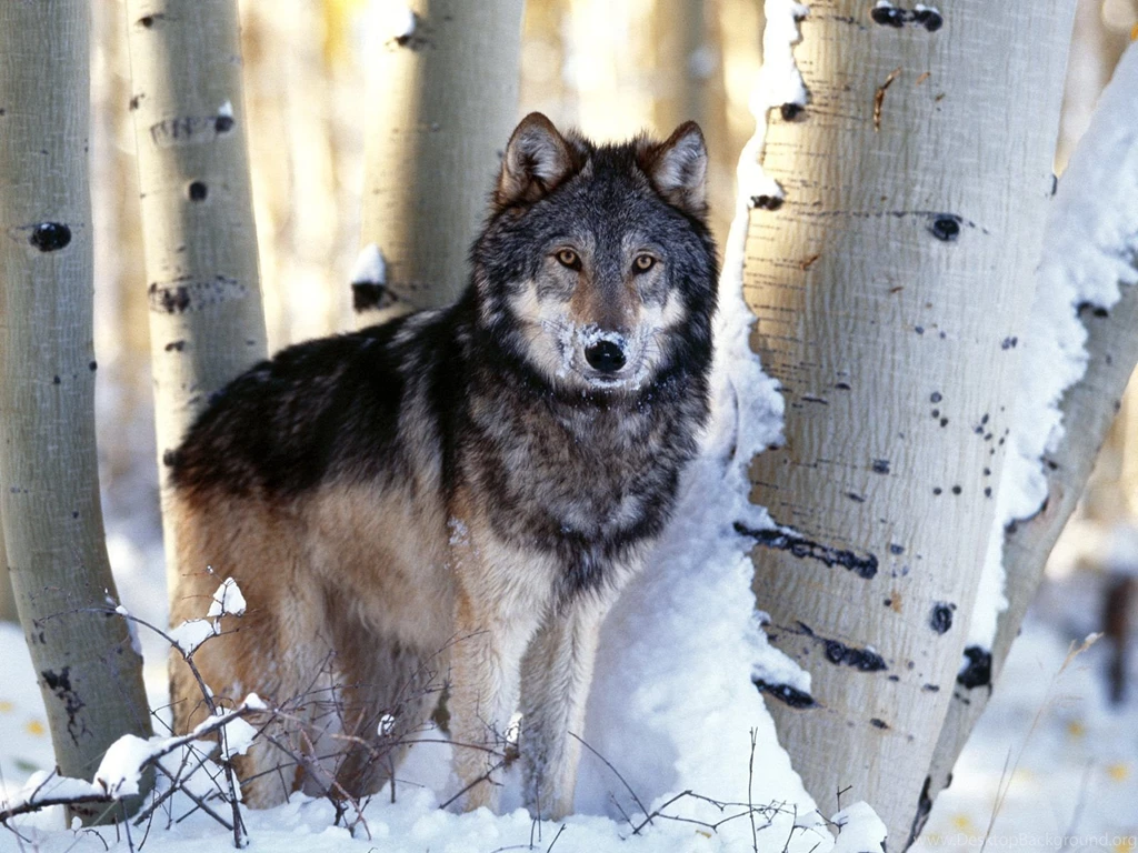 25 Mind Blowing Pictures Of Wolves LOLHUG
