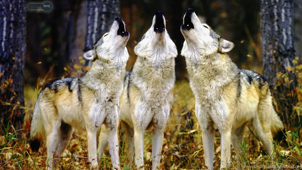 Wolf Wallpapers « Animal Spot