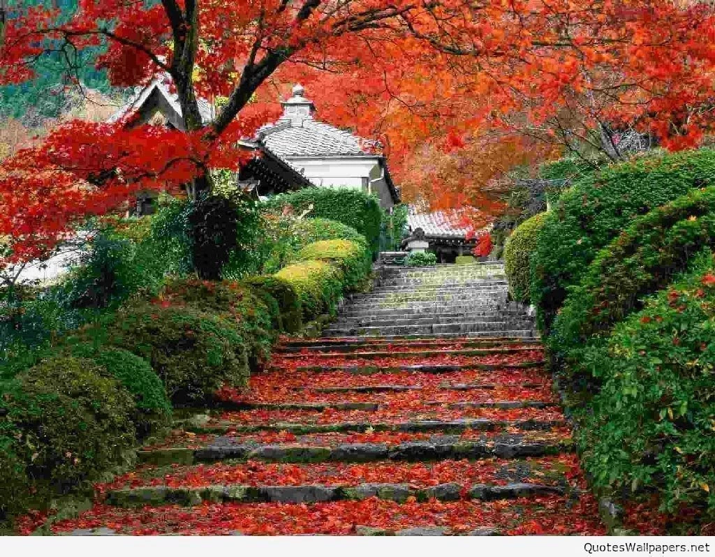 Best Mobile iPhone Wallpapers & Backgrounds With Nature