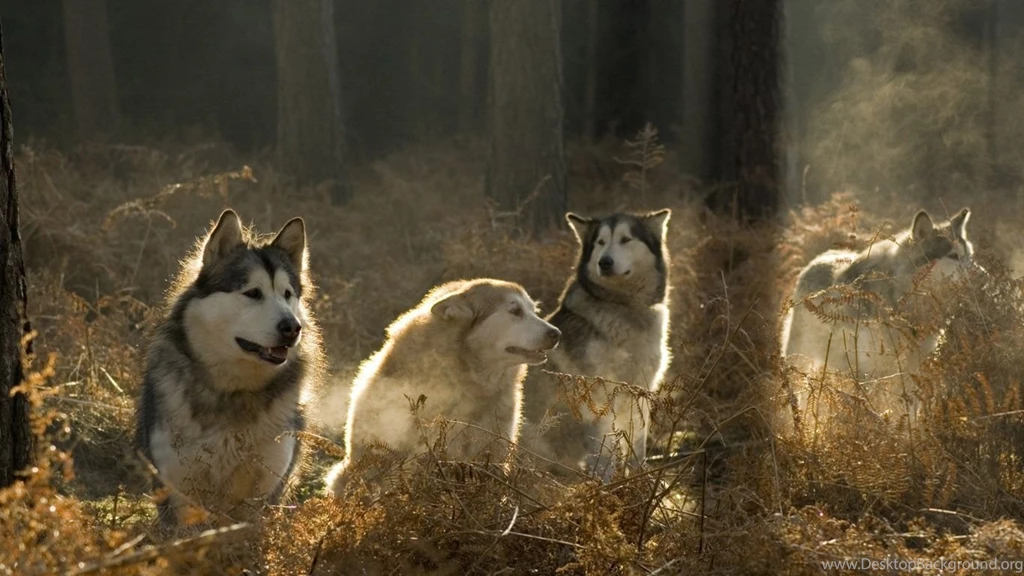 Wallpapers Of Wolves