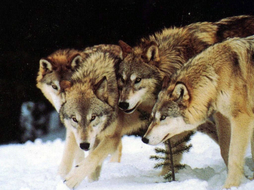 Pictures Of Wolves Wallpapers HD Wide