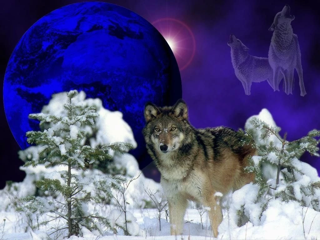 Winter Wolf Wolves Wallpapers (175865) Fanpop