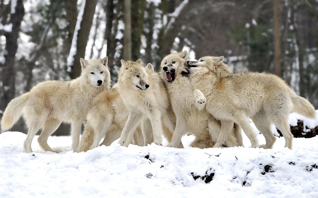 Pack Of Wolves Wallpapers