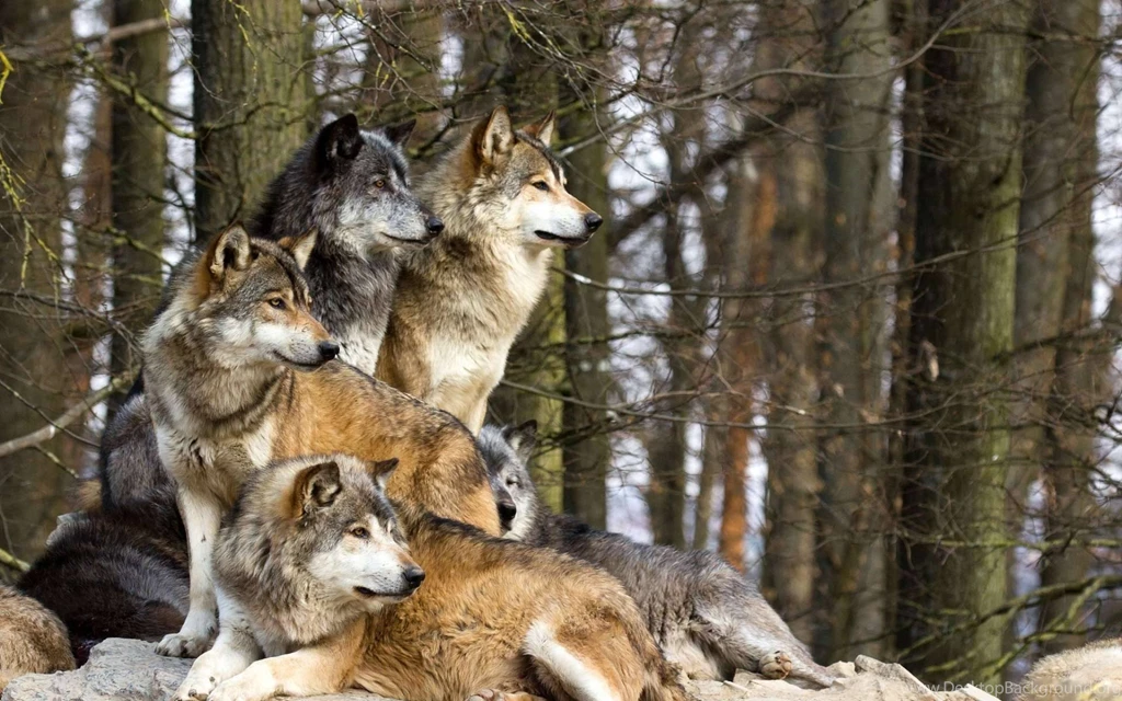 The Pack. Wolves<3 Wallpapers