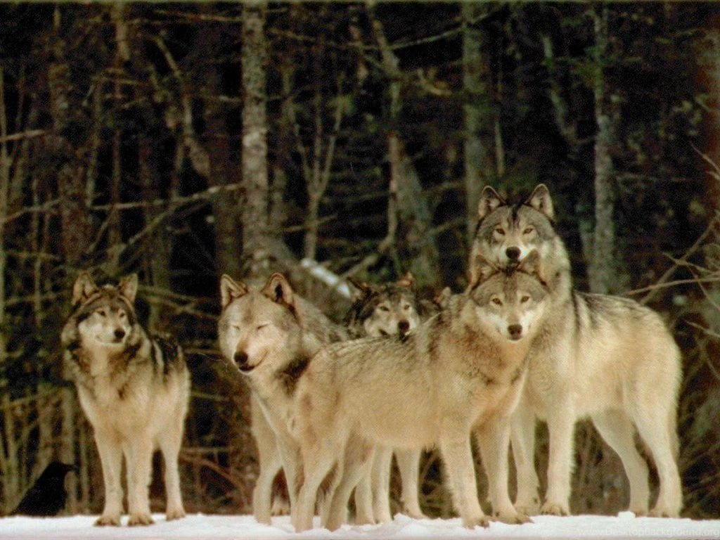 Wallpaper, Horde Of Wolves