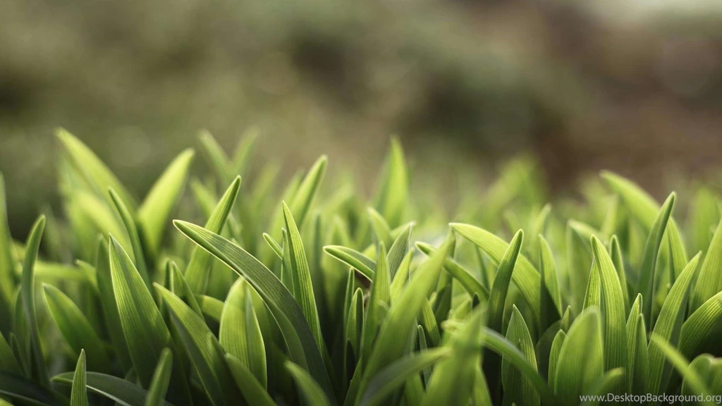 Hd wallpaper of grass.jpg