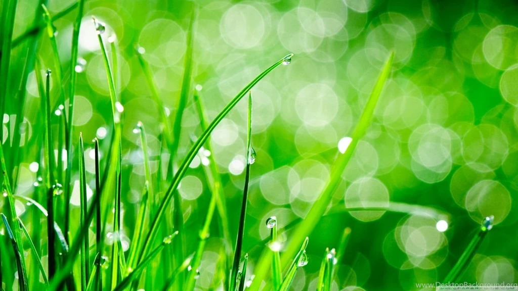 Water Drops On Grass HD Desktop Wallpapers : High Definition ...