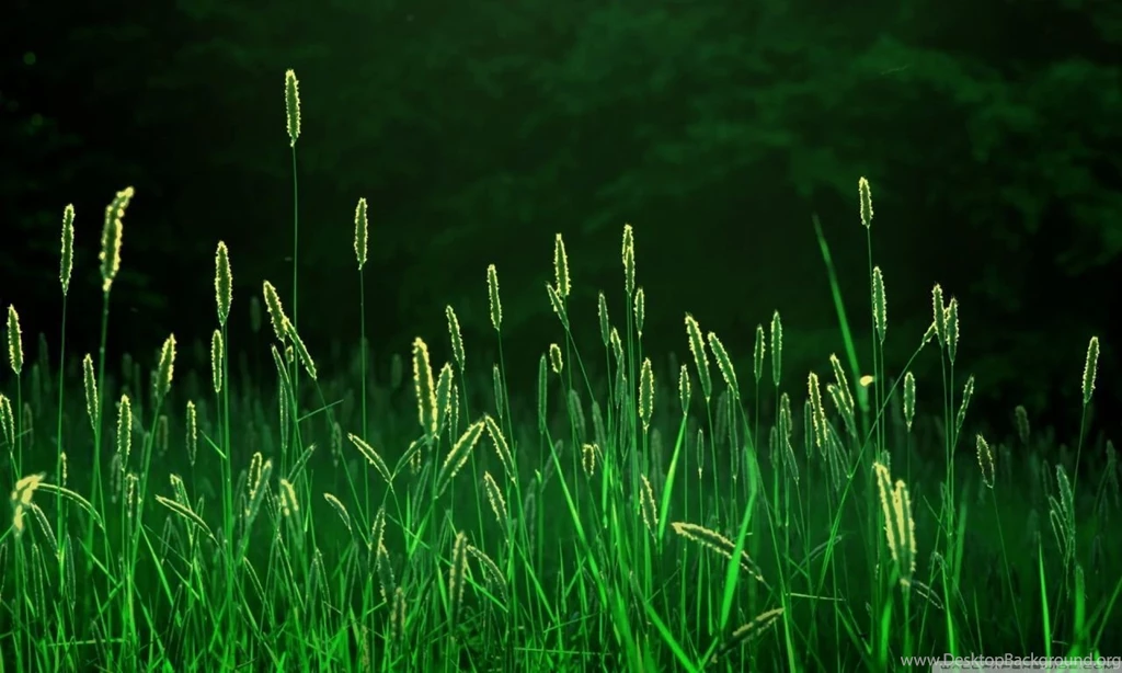 Green Grass HD Desktop Wallpapers : High Definition : Fullscreen ...