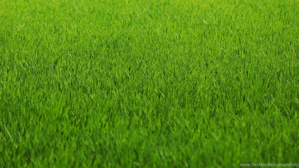 Grass