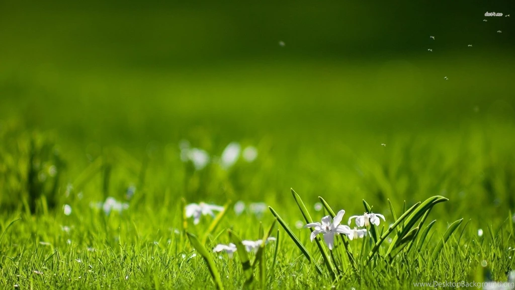Summer flowers in the grass wallpaper 1.jpg