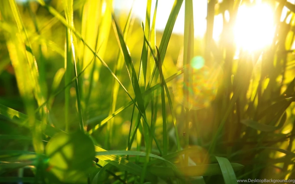 Hd Grass Wallpapers 172495